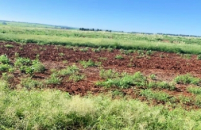 Fazenda para venda em São Manuel